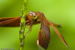 Libelle sp. - Zum Vergroessern klicken!